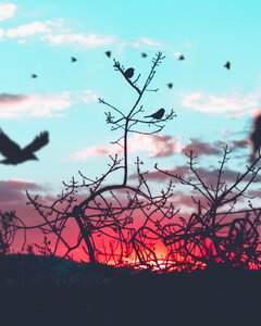 Tree plant birds