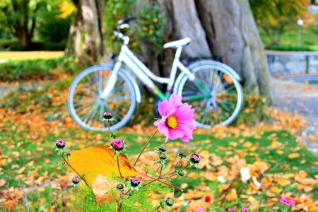 Bike autumn flowers tree