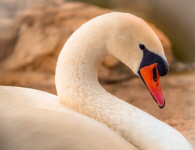 Aquatic birds white