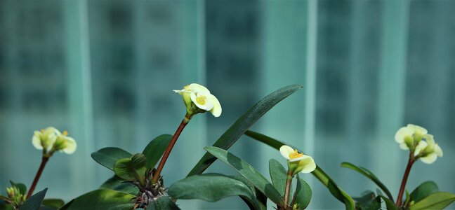Yellow white color leaf