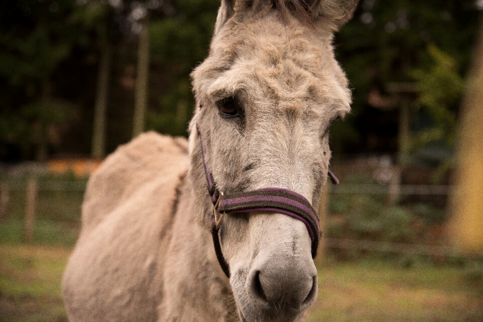 Animal meadow wise donkey