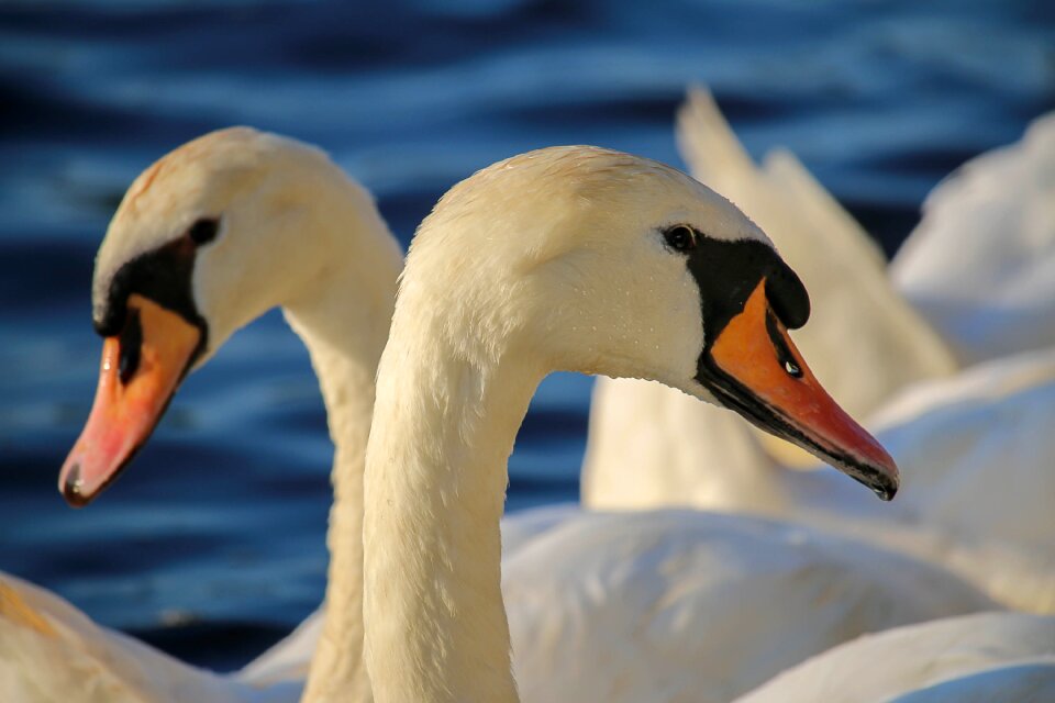 Nature waters animal world