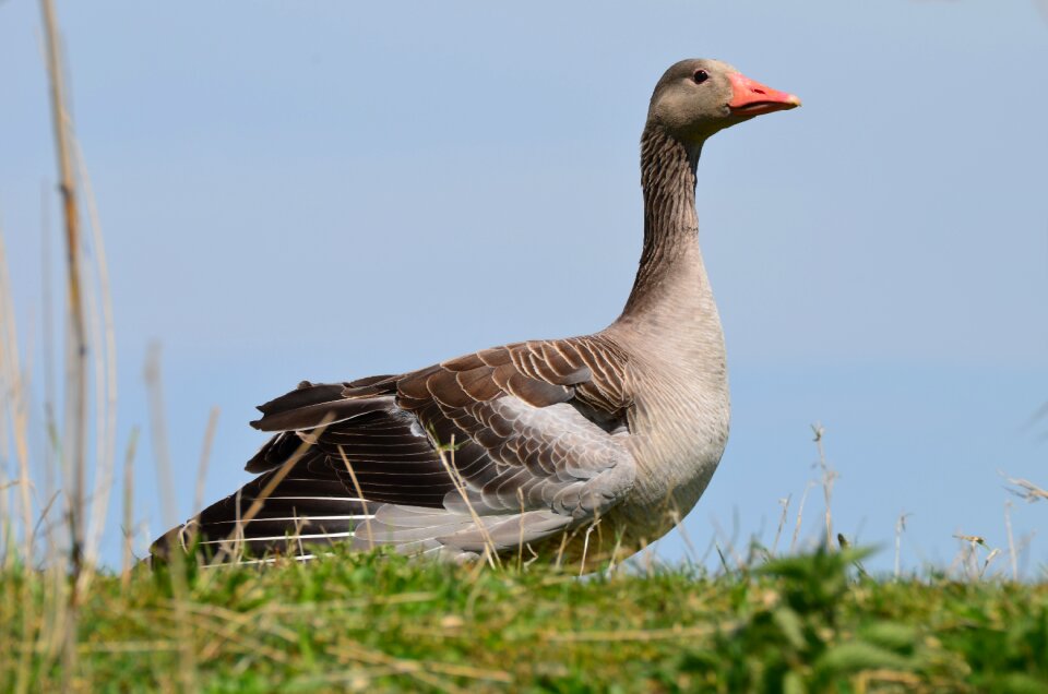 Goose nature animal