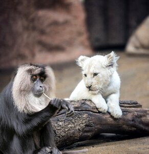 Animal nature cute