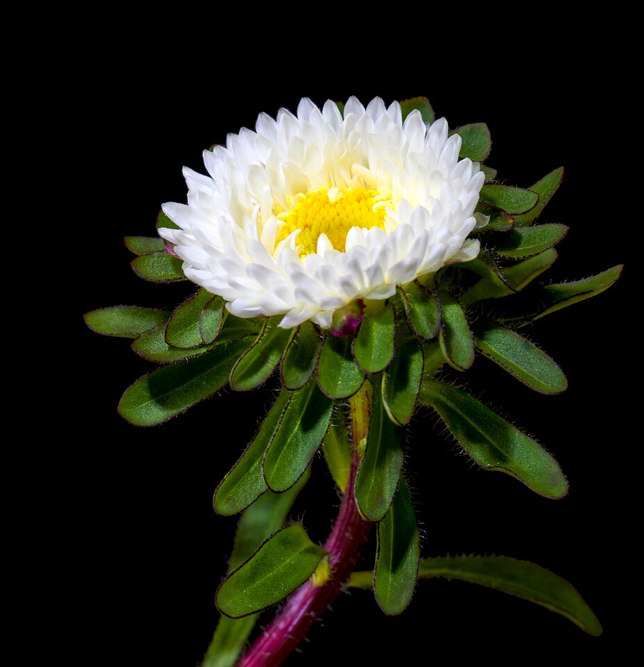 Violet plant blossom