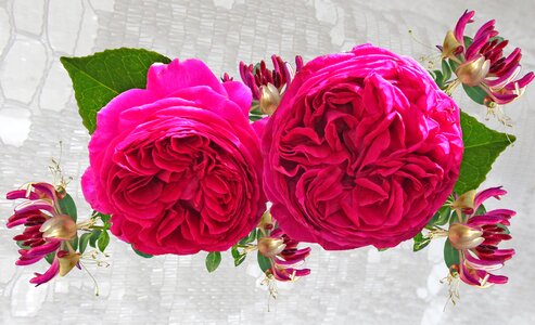 Arrangement garden nature