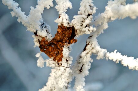 Snow frozen branch photo