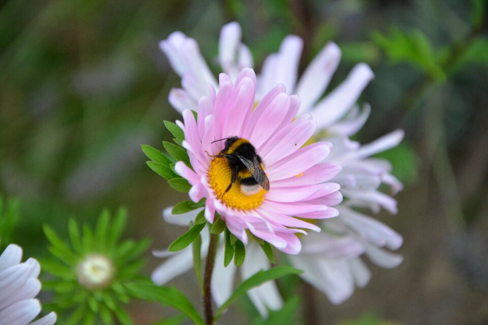 Insects nature pollinator