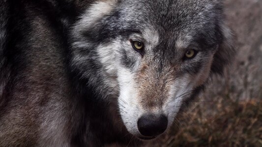 Predator close up wild animal