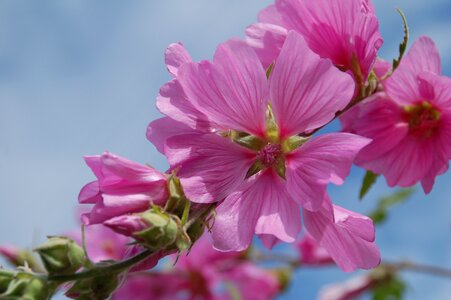 Summer flowering pink photo