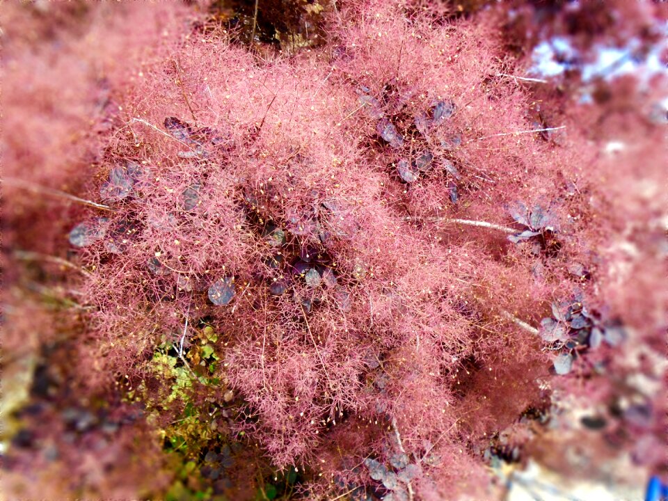 Smoke tree lush misty