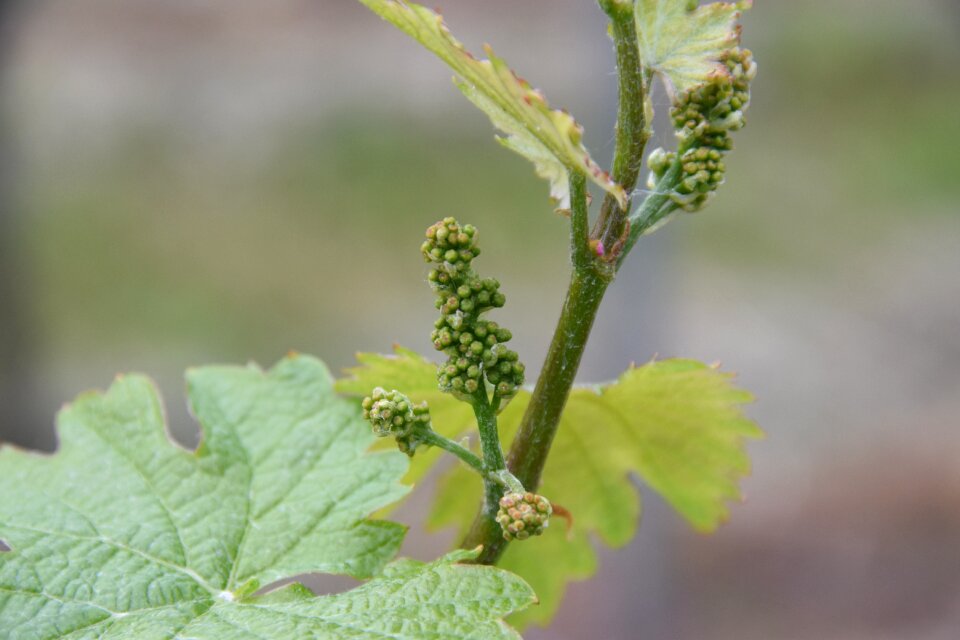 Nature food growth