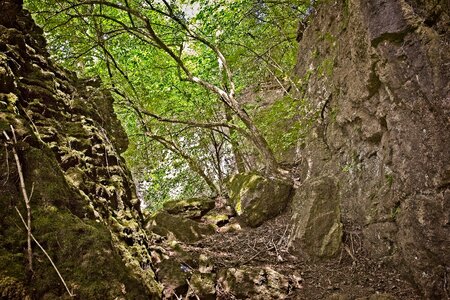 Scenery trees artistic photo