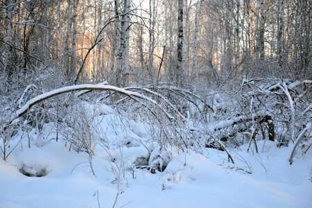Winter forest thicket nature photo