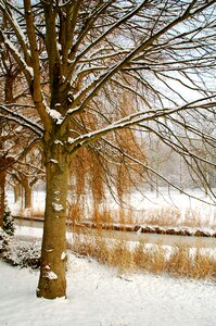 Season cold tree photo