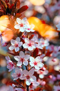 Season plant outdoors
