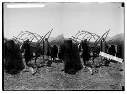 Bedouin wedding series. Preparing to make a tent of papyrus LOC matpc.05270