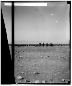 Bedouin wedding series. Wedding procession nearing tents LOC matpc.00084