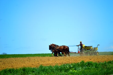 Field spring farming