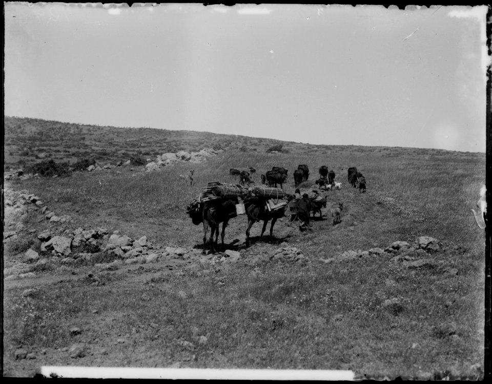 Bedouin wedding series. Bedouin family, moving LOC matpc.01356 (cropped)