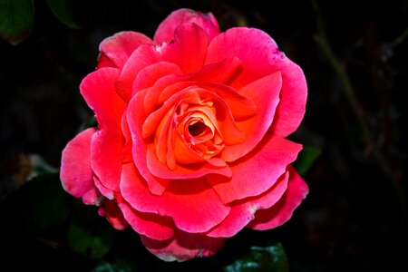 Nature plant flowering