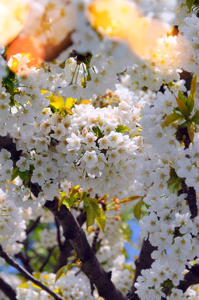 Plant wood cherry