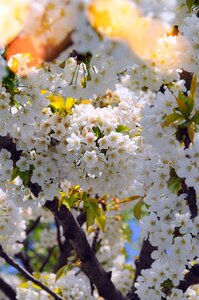 Plant wood cherry