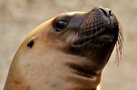 Robbe meeresbewohner animal