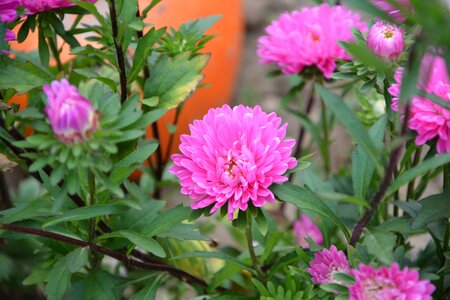 Garden summer nature