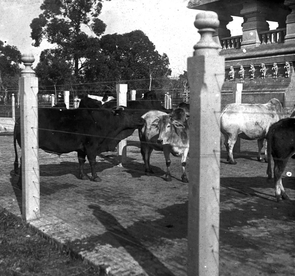 C44f442. Jaula de cebúes en el Zoo