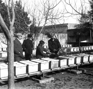 C37f364. Apiario del Sr. Ildenfonso Pereda