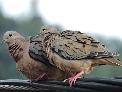 Bird watching fauna wings