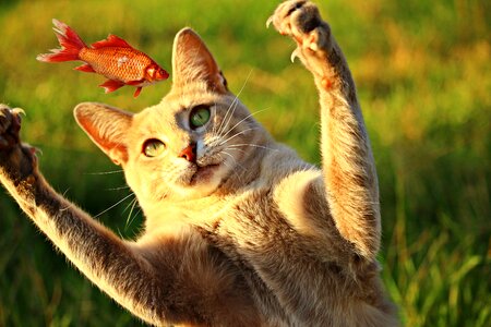Mieze eat tiger cat