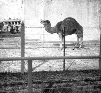 C44f440. Jaula del dromedario en el Zoo