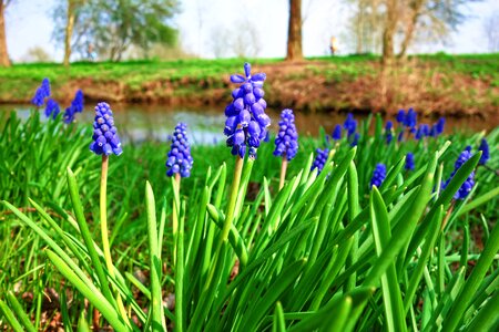 Perennial blossom bloom