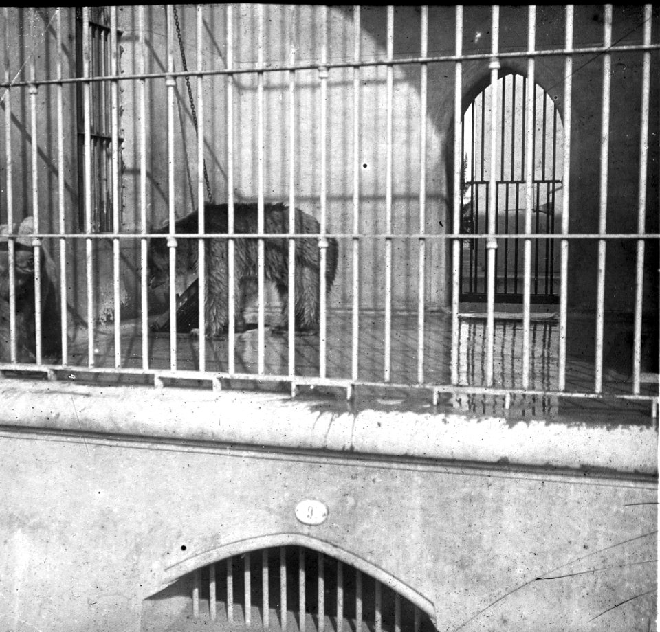 C44f439. Jaulón del oso en el Zoo