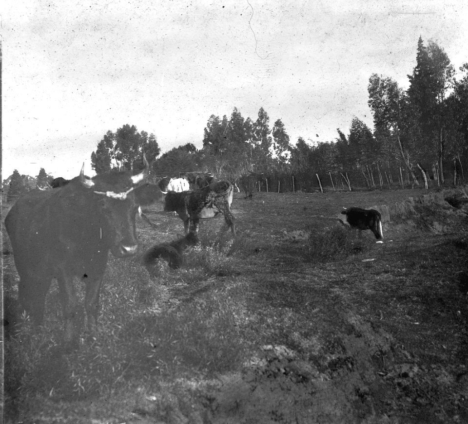C48f515. Campo con vacas