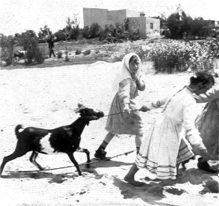 C48f514. Niñas arreando una cabra por la arena