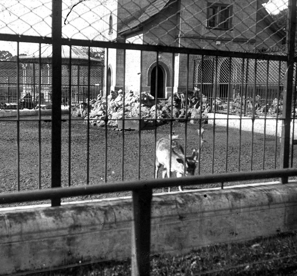 C45f459. Jaula de ciervos en el Zoo
