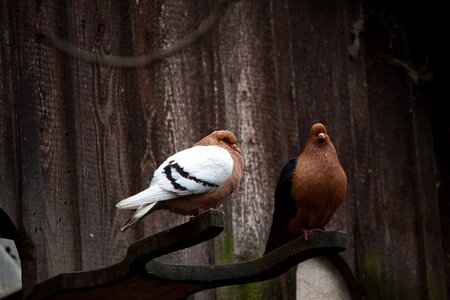 Animal birds poultry