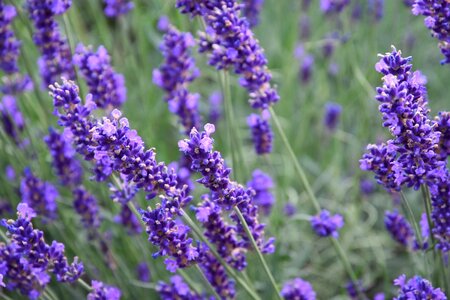 Lavender perfume plant