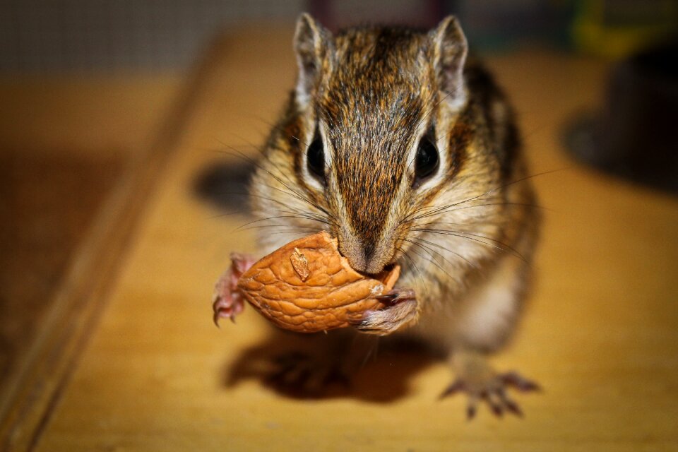 Nice wild life animalia