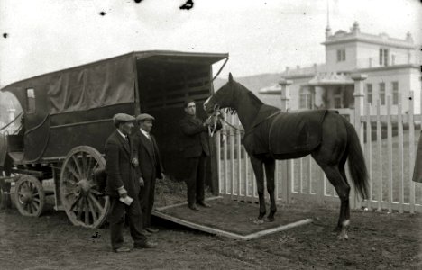Caballo de carreras junto a una camioneta para transportarlo (1 de 1) - Fondo Car-Kutxa Fototeka