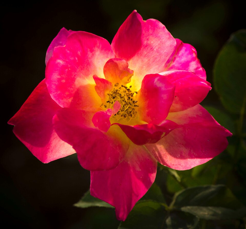 Backlight close beautiful