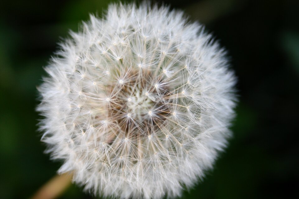 Outdoor white seed