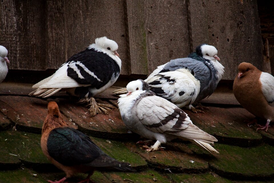 Animal birds poultry
