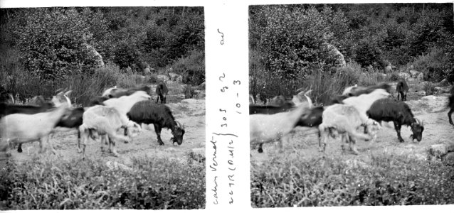 Cabres pasturant cap al vespre