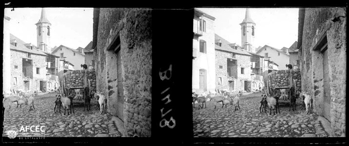 Cabres a la plaça d'Esterri d'Àneu