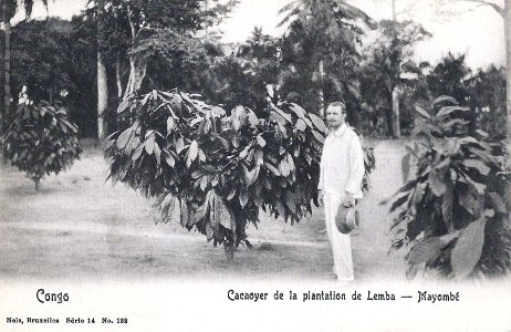 Cacaoyer de la plantation de Lemba-Mayombé-Congo