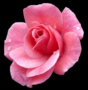 Isolated flower bloom
